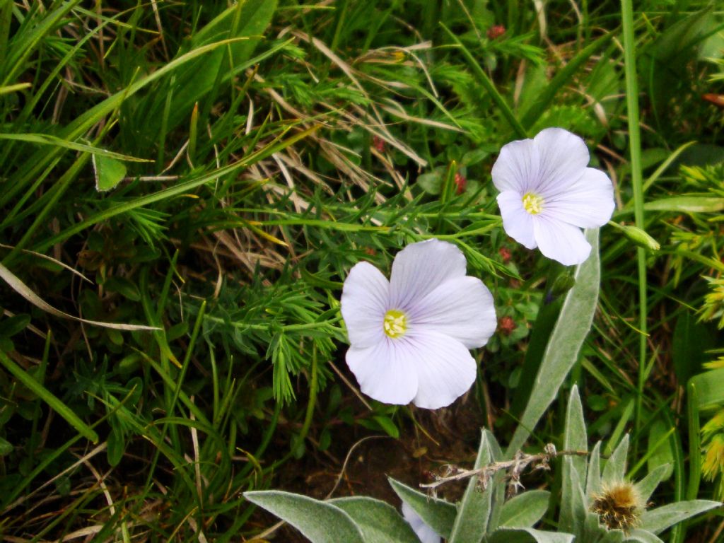 Linum alpinum  (Malpighiales - Linaceae)